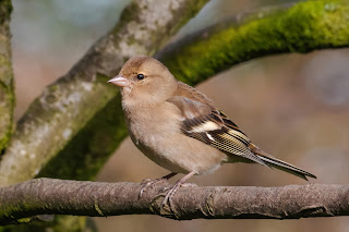 Chaffinch DFBridgeman