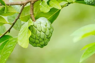 Sugar Apple Nutrition, Production and Trade Facts