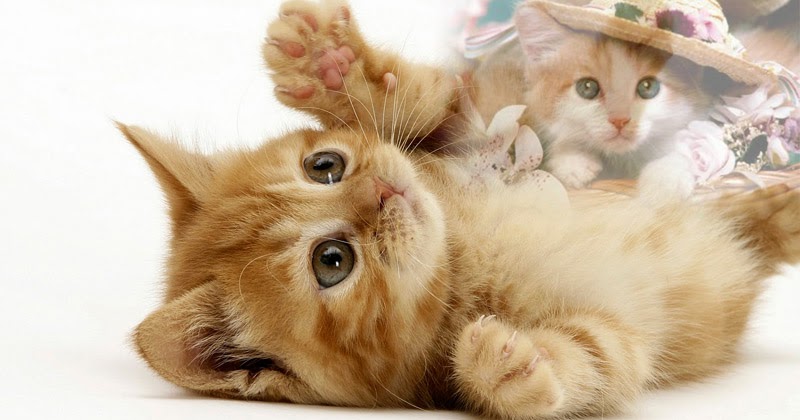  Wallpaper  Gambar  Kucing  Expresi Lucu Marah Cute Sedih 