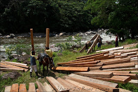 What Colombian horses are supposed to do, moving lumber, Chris Baer, 