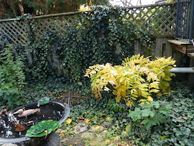 Leslieville Fall Cleanup Before by Paul Jung Gardening Services--a Toronto Gardening Company