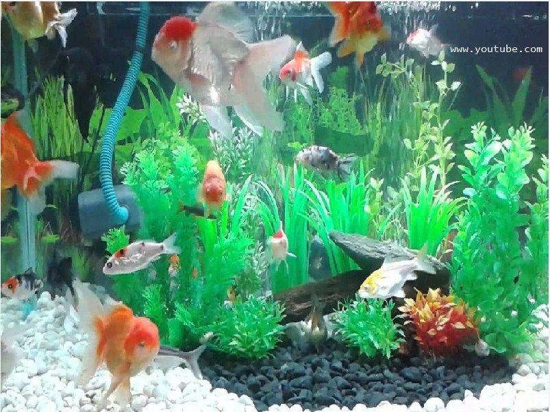 Cara Desain Hiasan  Aquarium  Untuk  Ikan Koki yang Baik dan 