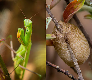 A green praying mantis on the right and a mantid ootheca attached to a branch on the right.