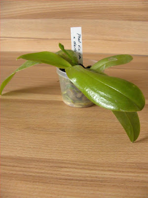 Phalaenopsis Violacea giovane pianta alla prima fioritura