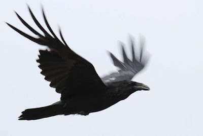 Grand corbeau noir en vol