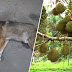 Anjing diracun sampai mati oleh pencuri durian Musang King