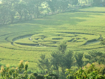 Foto Crop Circle Di Sleman