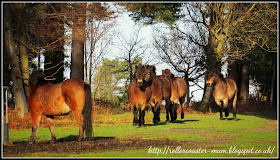 herd of Exmoor ponies, National Trust Devil's Punch Bowl, Surrey Hills