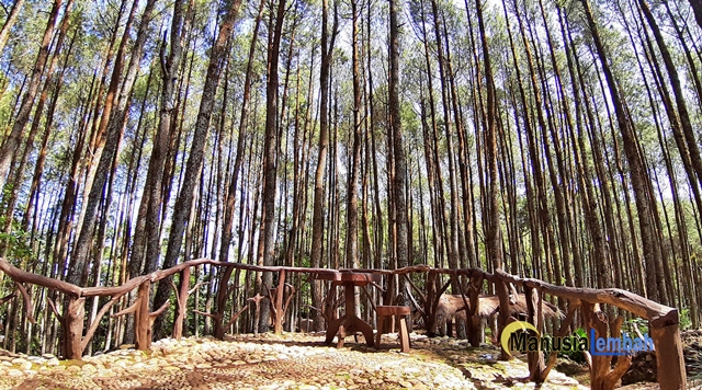 Hutan Pinus Jogja