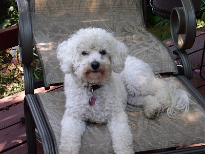White Dog