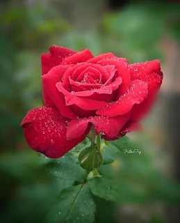 Red ROSE Images Free Download