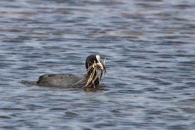 Markol - Meerkoet - Fulica atra