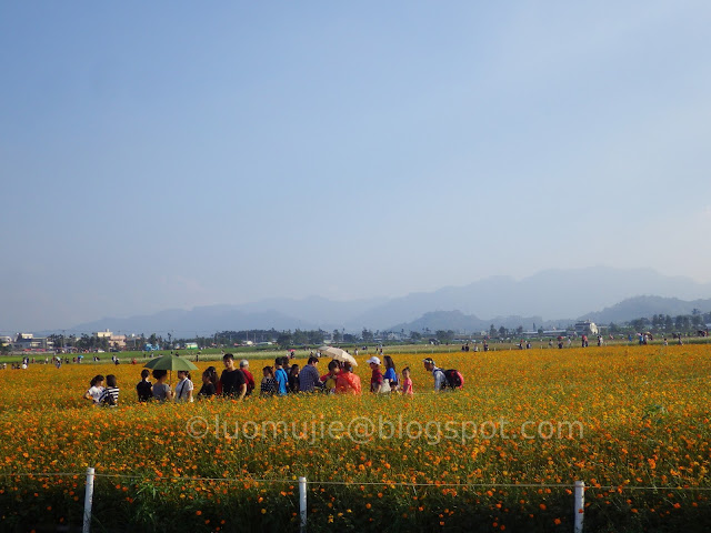 Xinshe Sea of Flowers