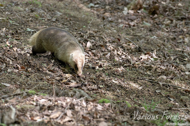 Japanese Badger