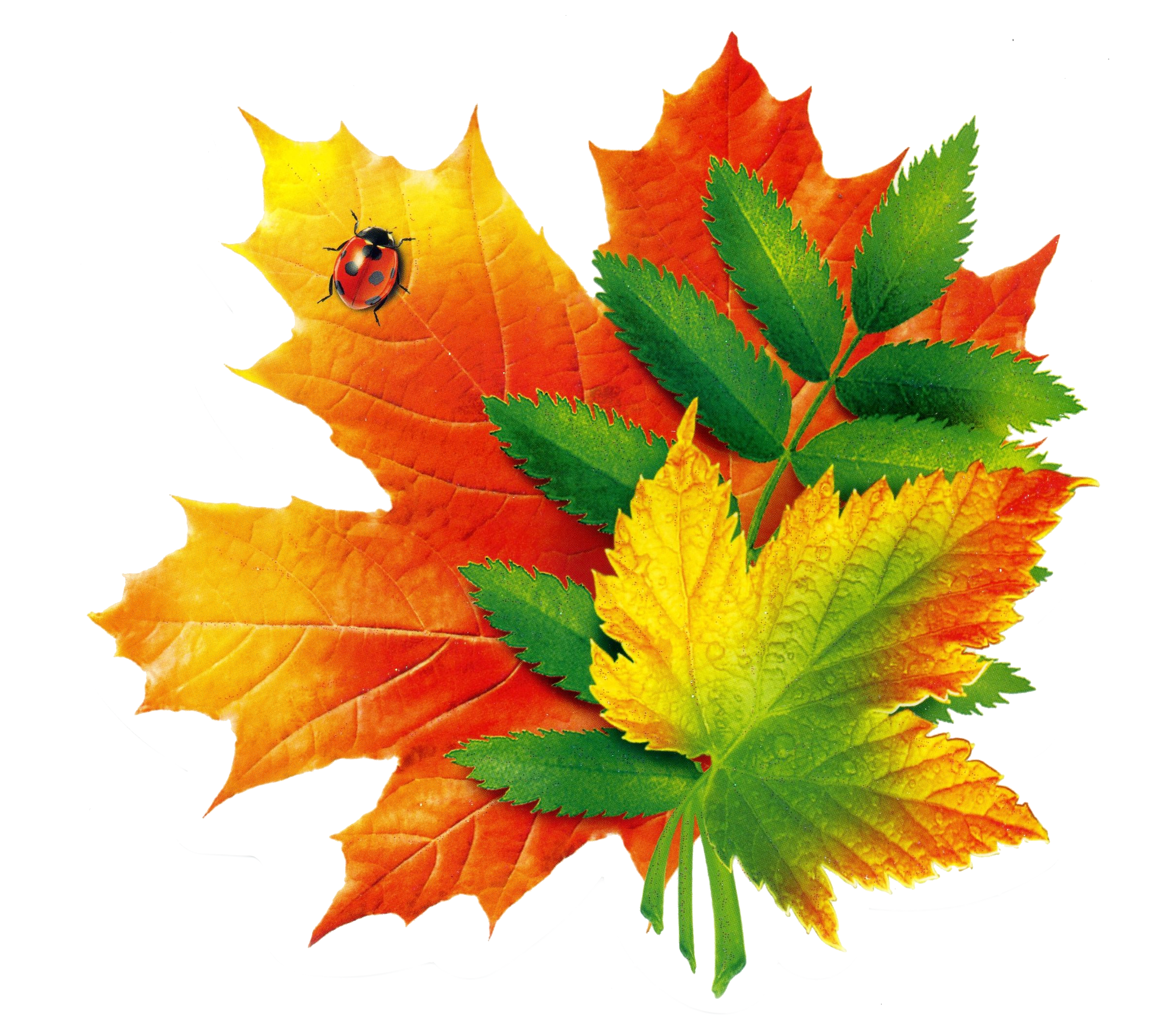 Звук листьев для детей. Осенние листочки. Красивые осенние листочки. Букет осенних листьев. Букет из осенних листьев.