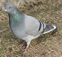 Paloma bravía (Columba livia) 