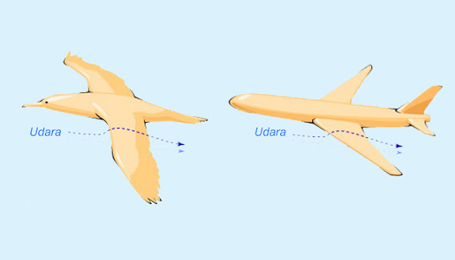 Hasil gambar untuk konsep kepak sayap burung