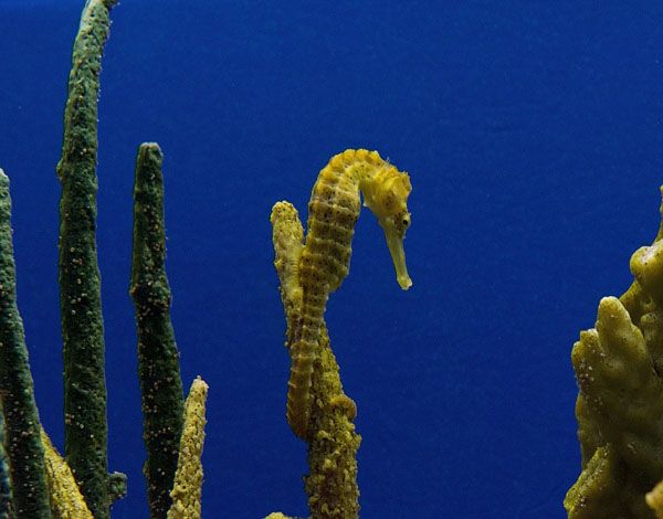 Cara Kuda Laut  Berkembang  Biak  Cinta Sains