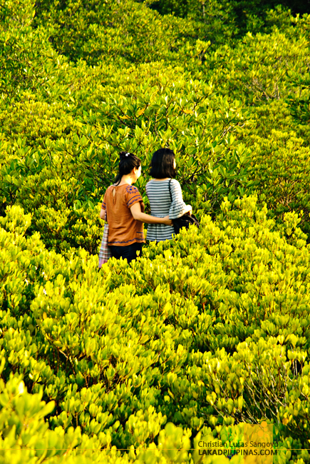 Tung Prong Thong Rayong Thailand