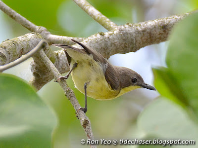 Golden-bellied Gerygone (Gerygone sulphurea)