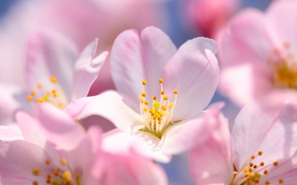 صور أشجار أزهار ساكورا Sakura