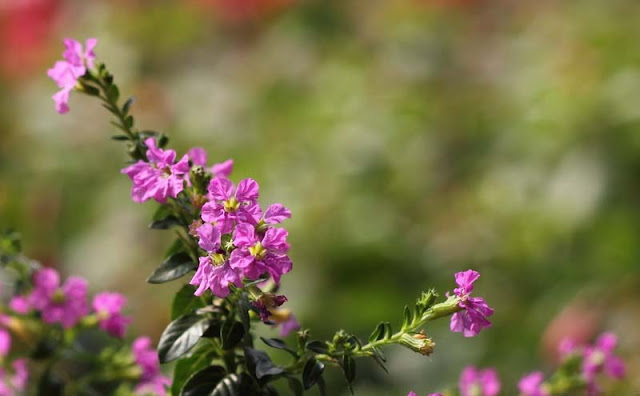 Mexican Heather Flowers Pictures