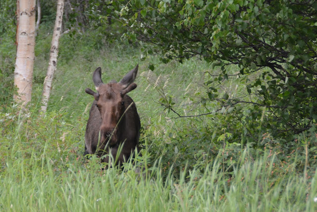 Knik River Lodge Palmer Moose