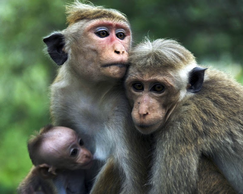 Inspirasi Terpopuler Funny Baby Monkey, Yang Terbaru!