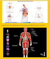 https://elblogdehiara.org/category/4o-primaria/conocimiento-4o/cuerpo-humano-funciones-y-aparatos/