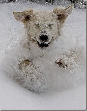 snow-dog1