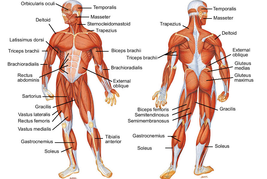 today s blog is all about muscle everybody has loads of muscles in -2.bp.blogspot.com