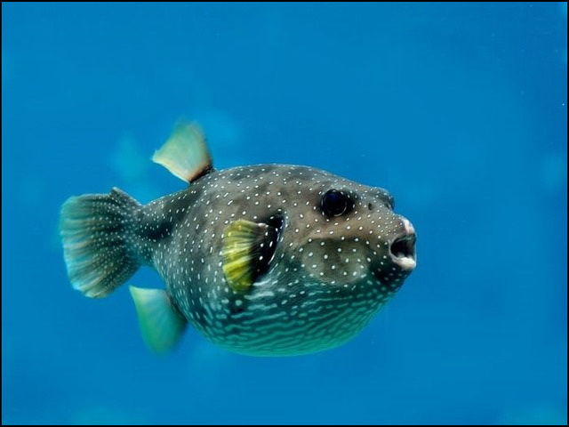  Gambar Ikan Buntal  Lucu dari Jenis Air Laut tidak Beracun