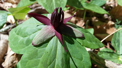 a trillium blooms in Alabama