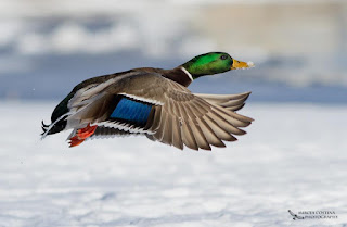 Winter Mallard, Canard colvert (Anas platyrhynchos)- Mircea Costina