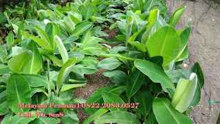 Bibit Pisang Ambon Super, Bibit Pisang Ambon Mini, Bibit Pisang Ambon Kuning, Beli Bibit Pisang Ambon, Bibit Pisang Ambon Di Jogja, Jual Bibit Pisang Ambon Di Jogja, Harga Bibit Pisang Ambon, Harga Bibit Pisang Ambon Kuning, Daftar Harga Bibit Pisang Ambon, Harga Bibit Pohon Pisang Ambon,