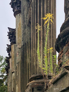 Flower growing among the Windsor Ruins.