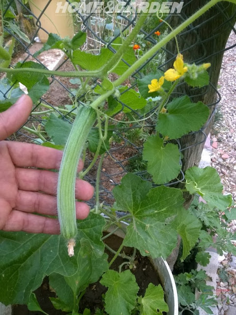 How to Grow Organic Cucumbers in Containers