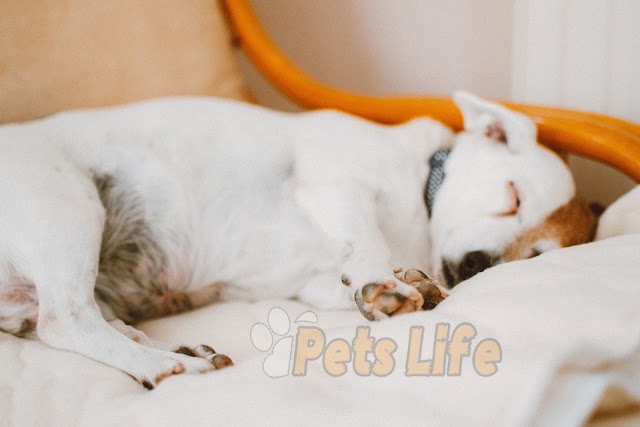  Why Is My Puppy Sleeping a Lot? Understanding Your Pup's Naptime