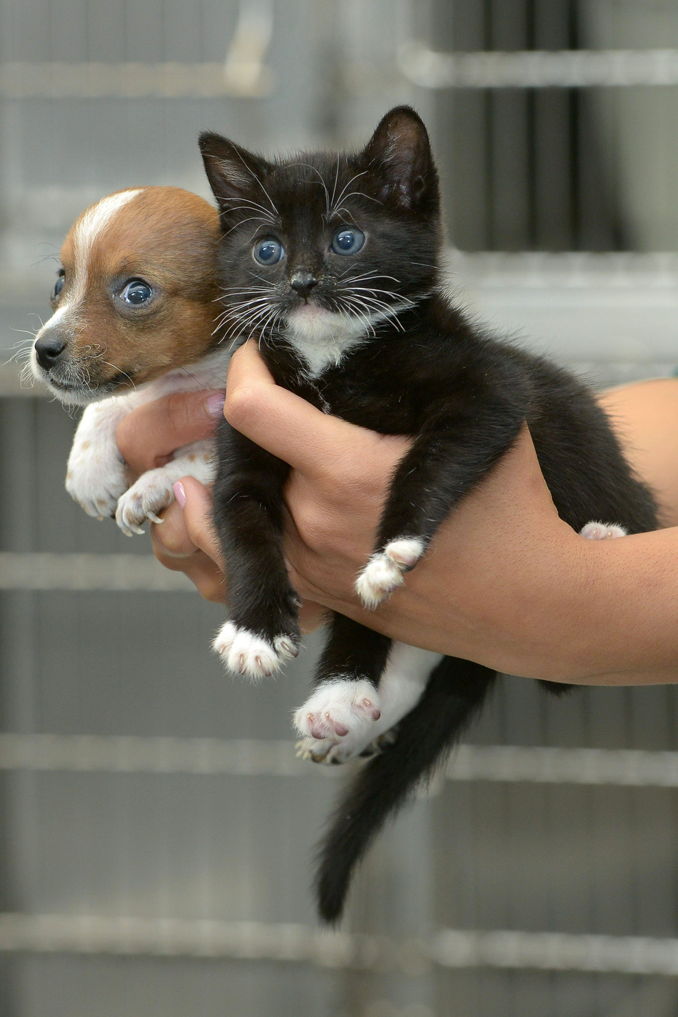 Abandoned puppy and kitten become best friends 12 pics 