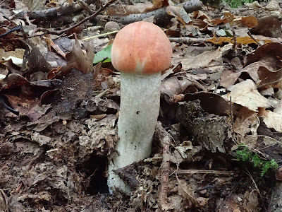 grzyby 2018, grzyby we wrześniu, gatunki rzadkie, kolorowe borowiki, borowikgładkotrzonowy, boletus depilatus, borowik przyczepkowy, borowik korzeniasty, borowikrudopurpurowy, koźlarze, jadalne muchomory, muchomor jeżowaty,muchomor szyszkowaty, porównanie muchomorów, muchomor zielonawy, kubeczniki, innoporek dwuwarstwowy