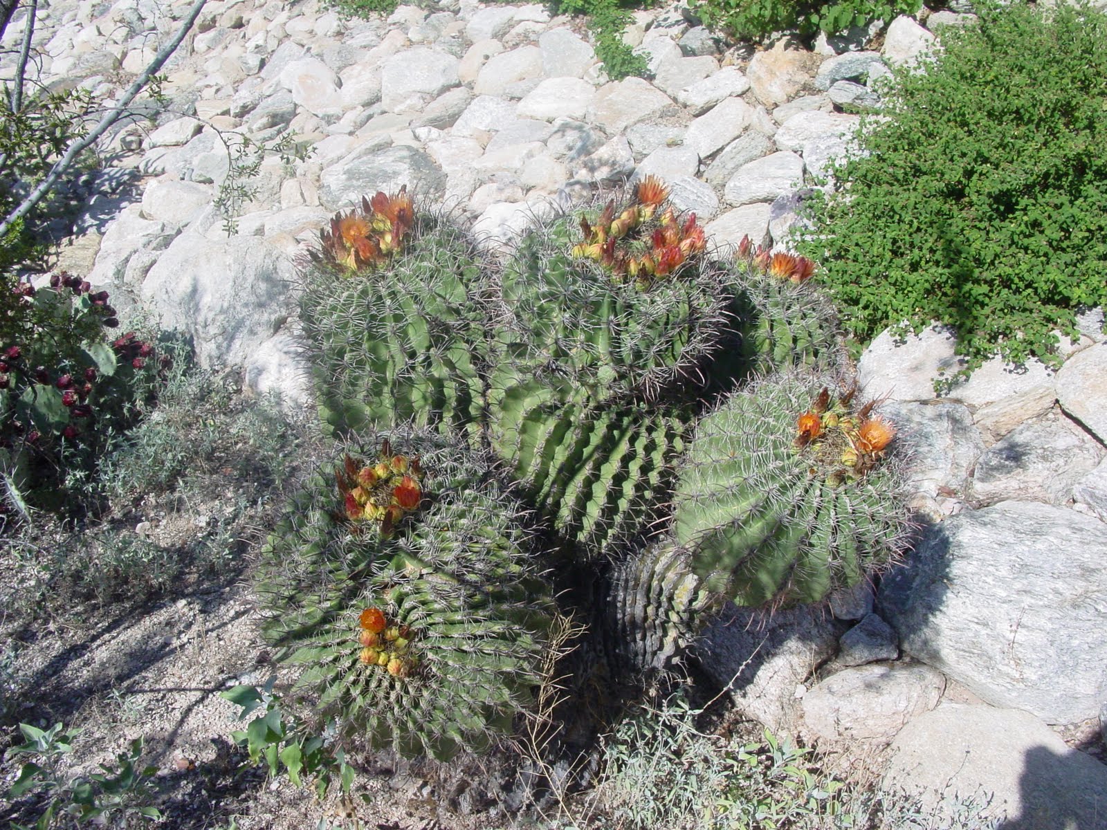 Tucson Daily Happenings: "The Barrel Cactus commonly ...