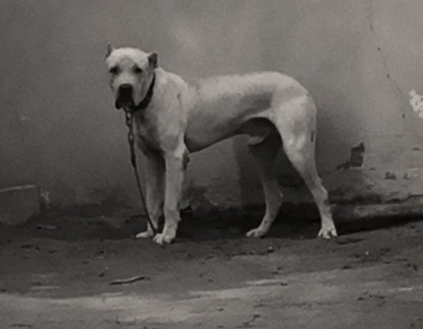 bully kutta