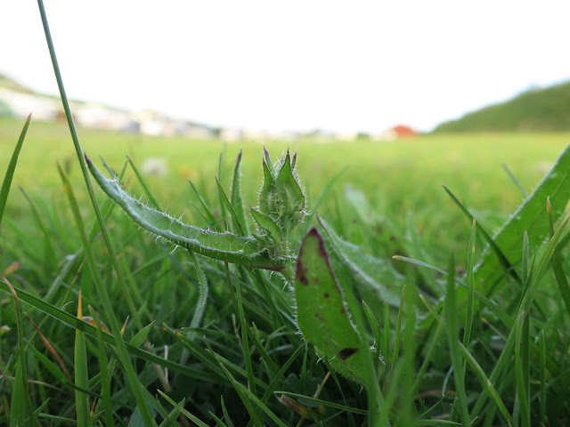 Leaves of prickly plant in grass in Dorset.