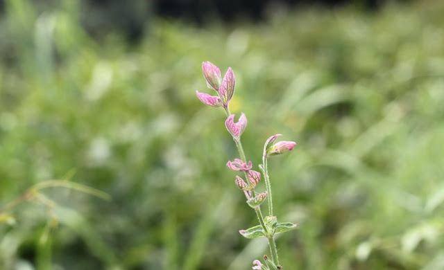 Annual Clary Sage