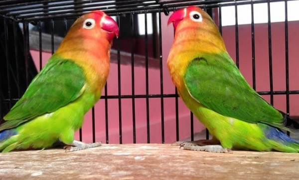 gambar lovebird josan