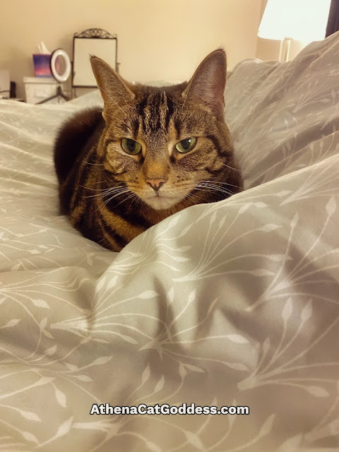 tabby cat on duvet