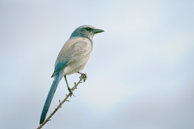 Florida Scrub-Jay