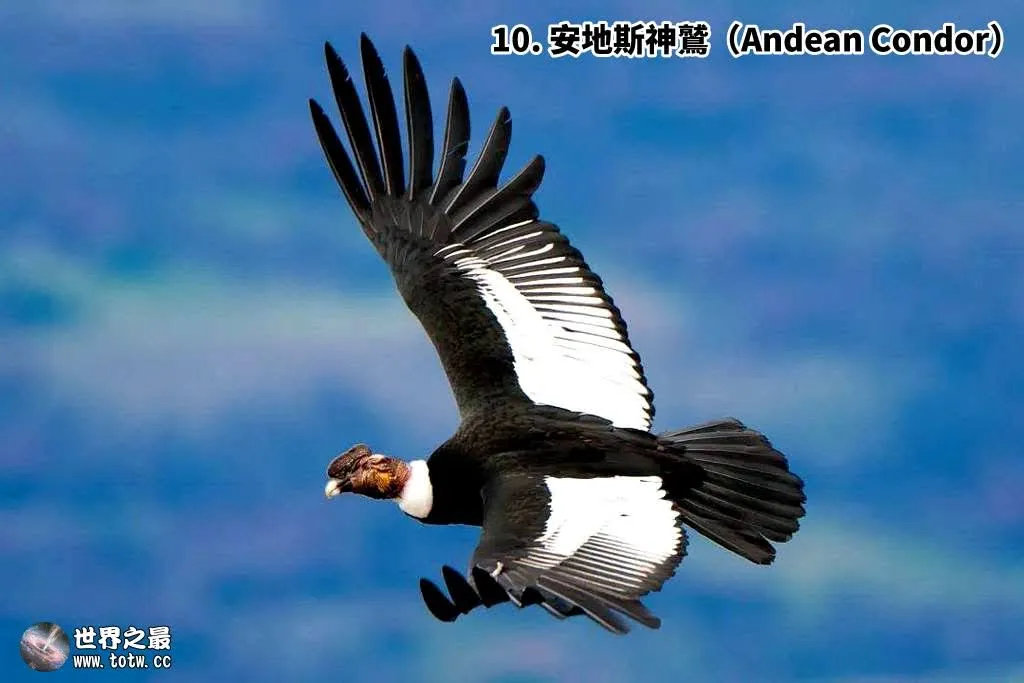 全世界飛最高的10種鳥類｜你知道牠有多會飛嗎？｜Top 10