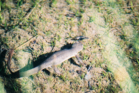 California Newt, Marble Mountain Wilderness