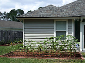 Sunflower Plants Prospering in the Ground May 9, 2013